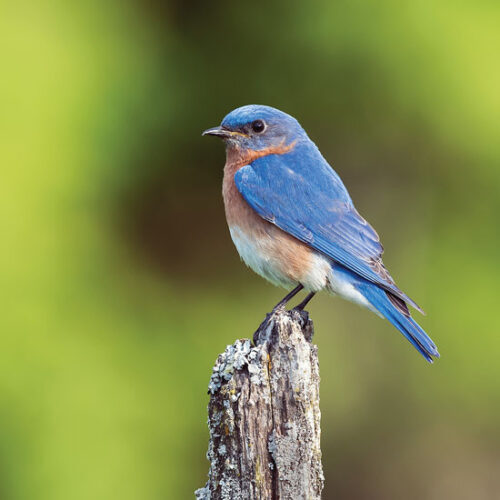 How to Build a Bluebird House